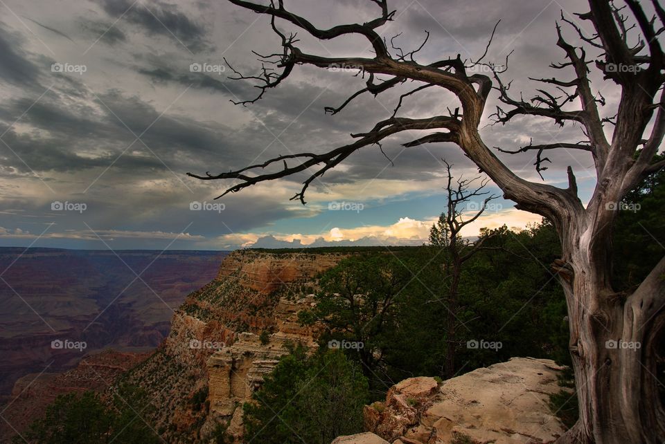 Dry tree.