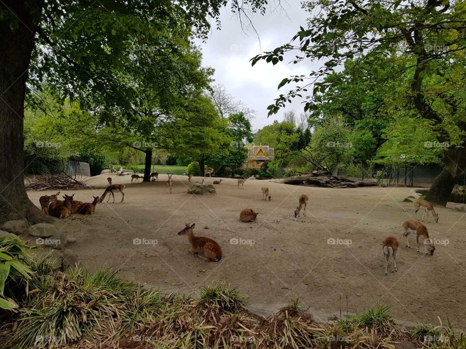 zoo zoo