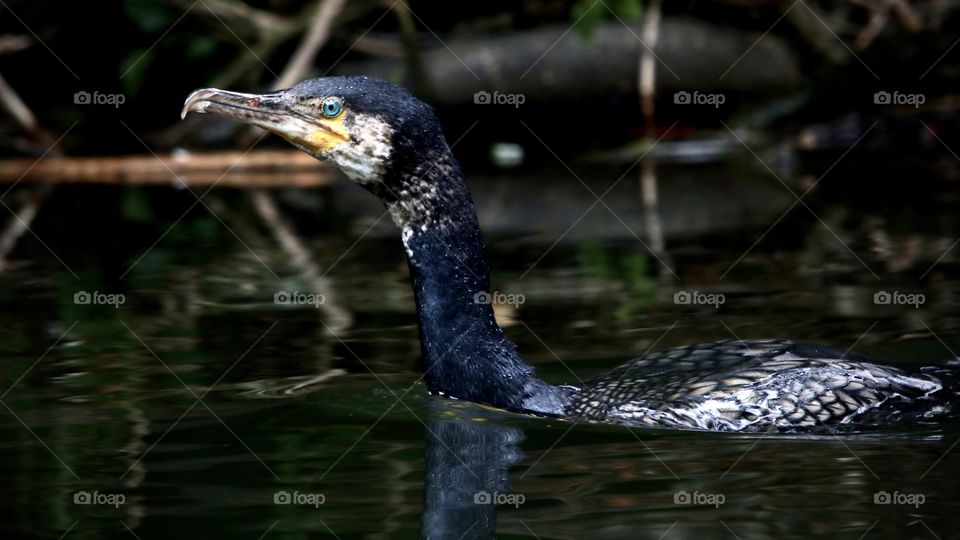 Cormorant