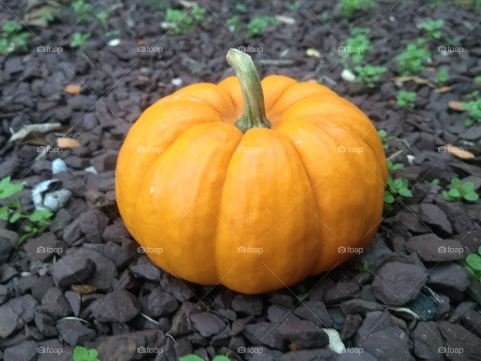 Pumpkin in autumn