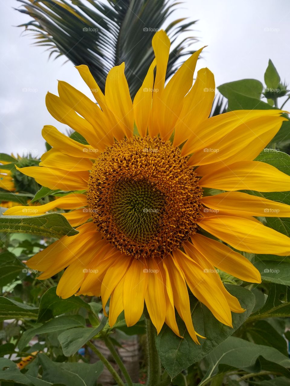 Sun Flower