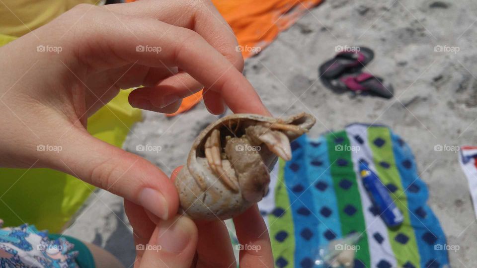 Hands holding a peach and tan hermit crab discovered on a beach with beach towels, sandals, sunscreen, and snacks in the background.