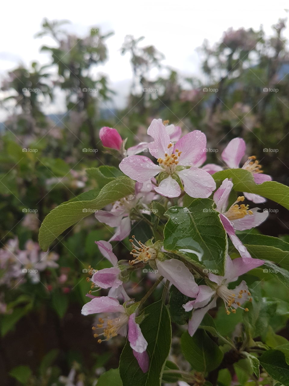 Apple's flower 🌼