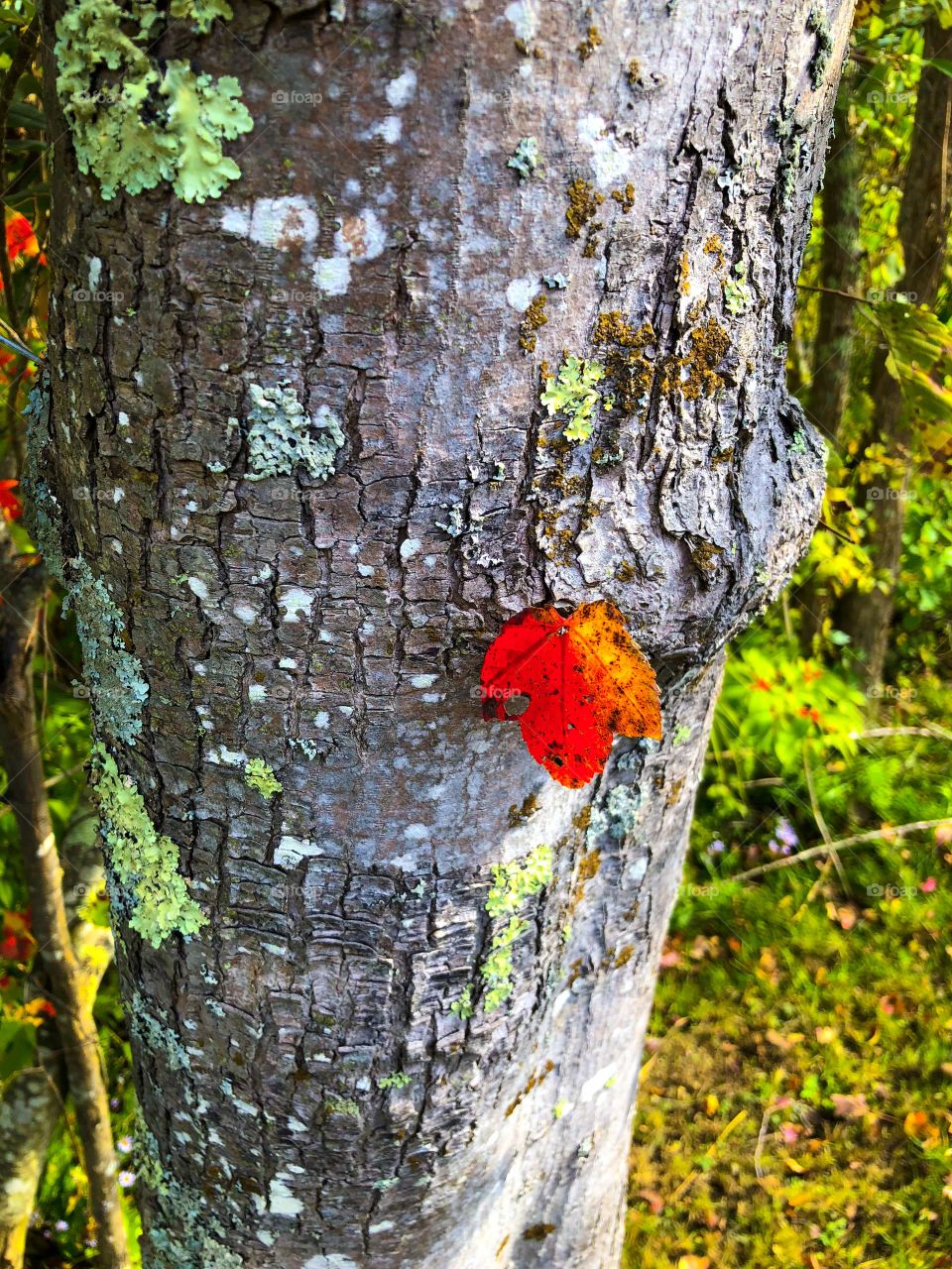 Fall is here in New England, could not get over the Colors of this leaf!!!