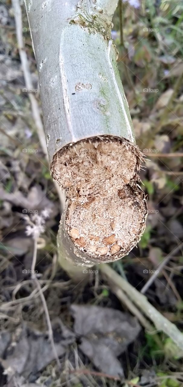 Populus wood is a lighter, more porous material.
Its flexibility and close grain make it suitable for a number of applications, similar to those for willow.