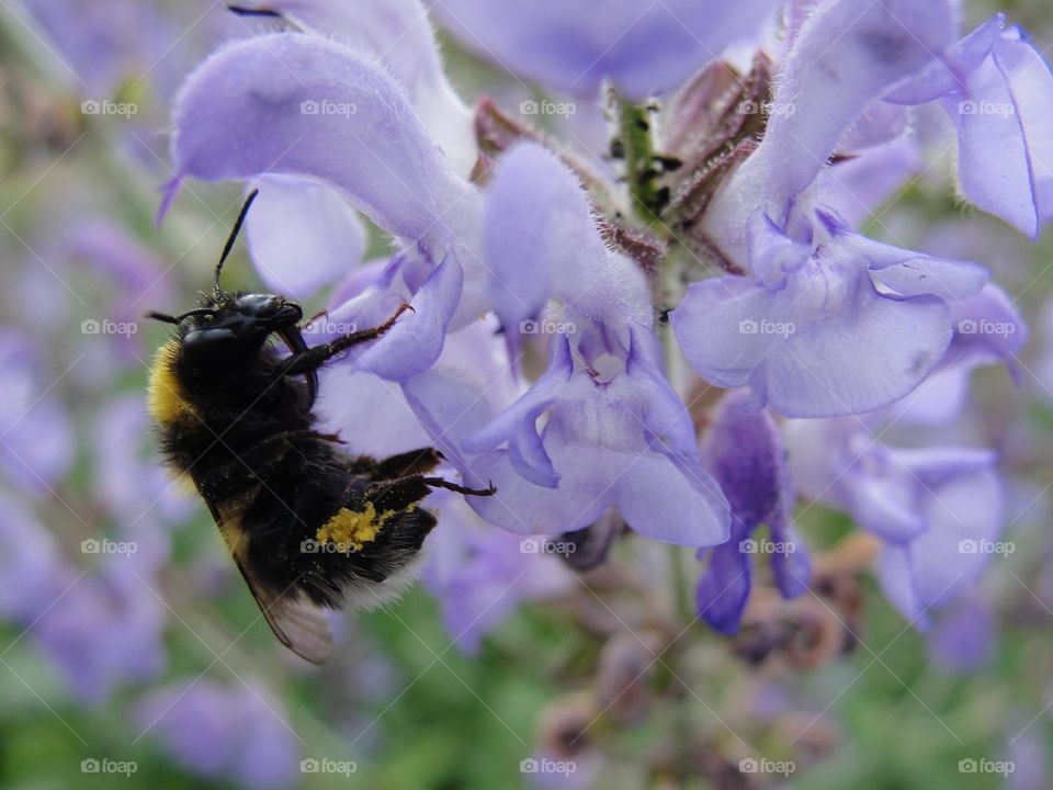 Bumblebee on a lilac flower