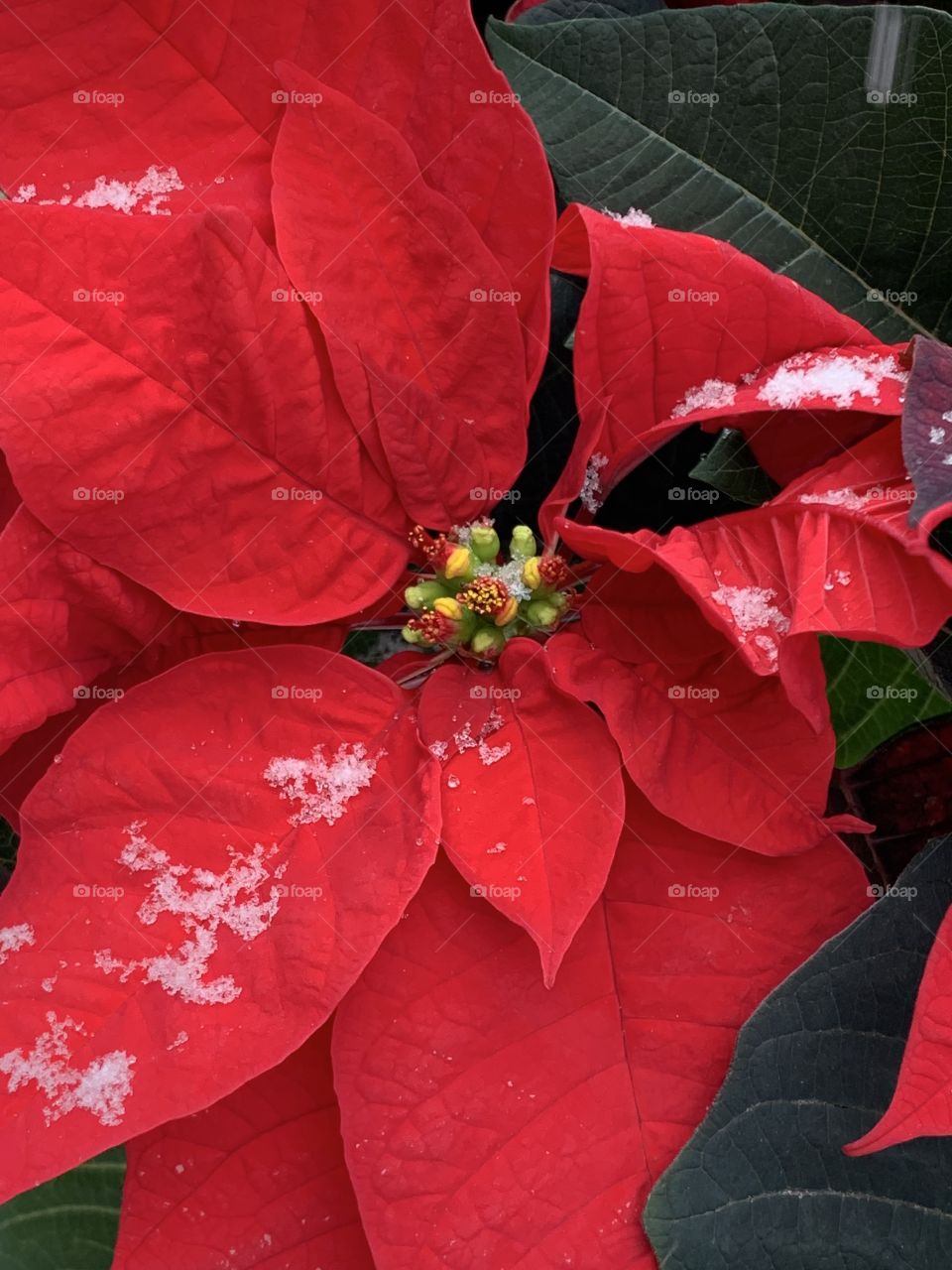 Snow on poinsettia 