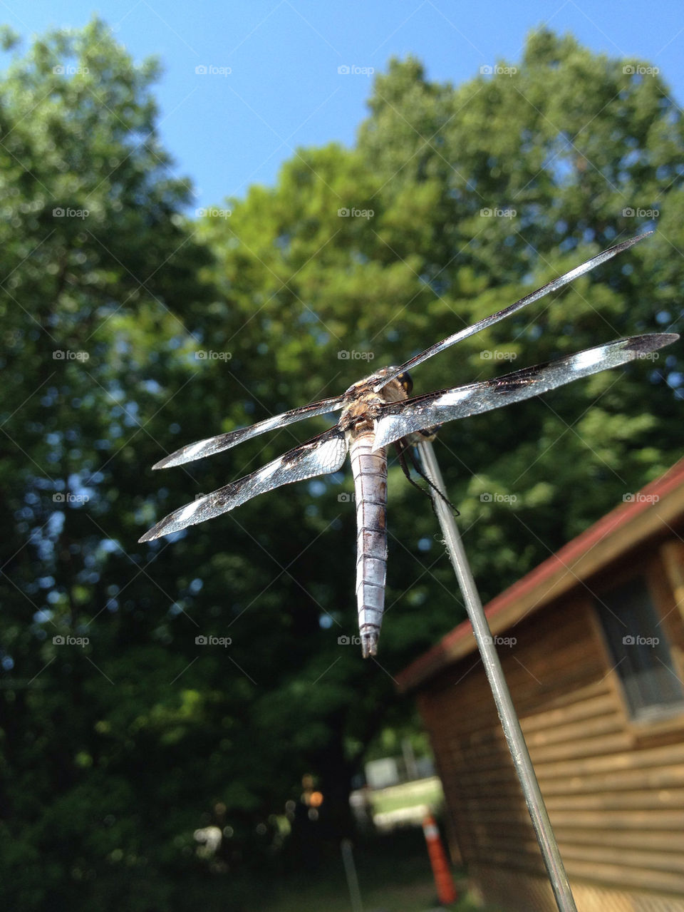 (null) insects dragonfly by somebeach