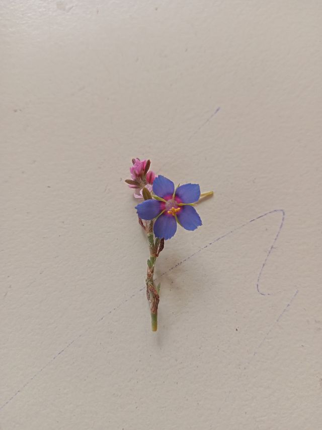 flower photography