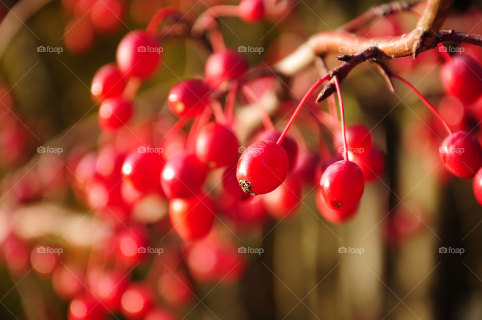 Close-up of red rowanberry