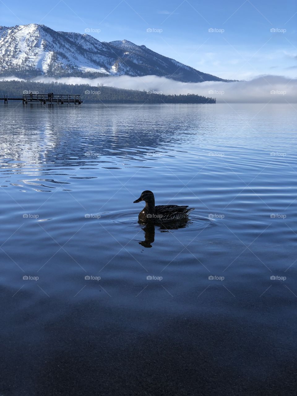 Lone duck swimming in still waters, Lake Tahoe California.
