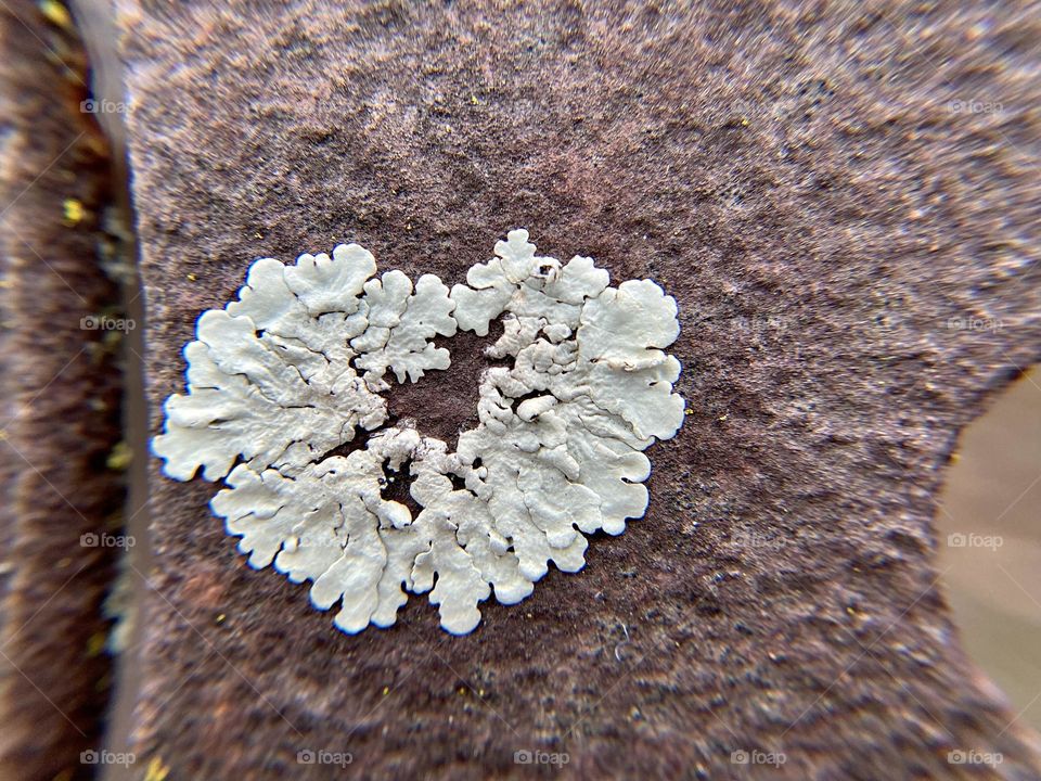 Heart shaped lichen on a piece of rusty metal