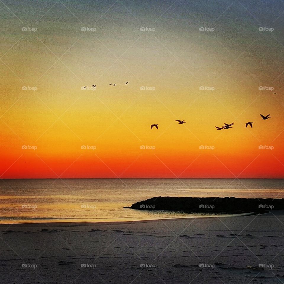 birds at sunrise . the seagulls and geese flew into my photo 