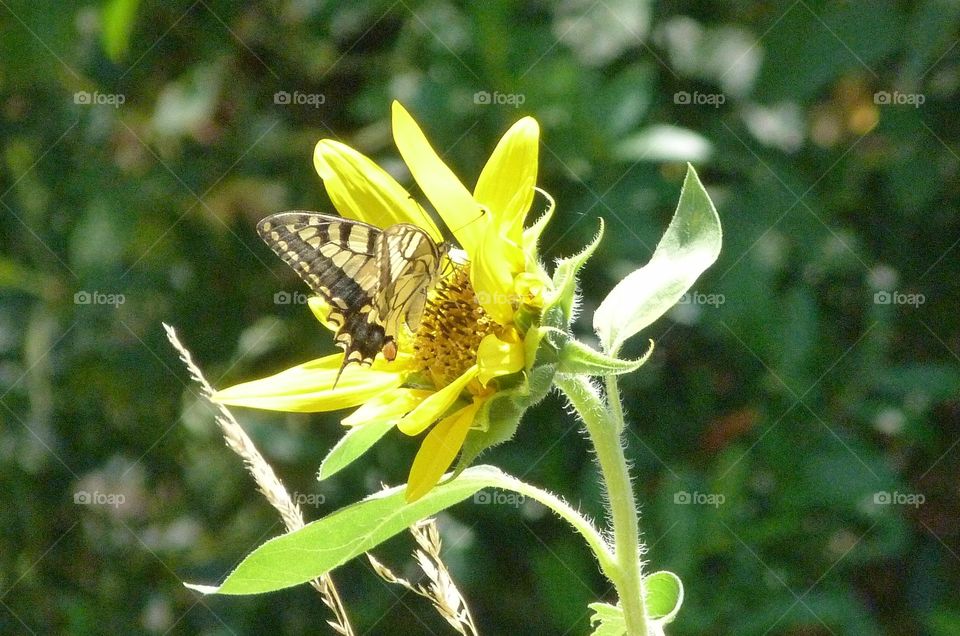 Flower and butterfly
