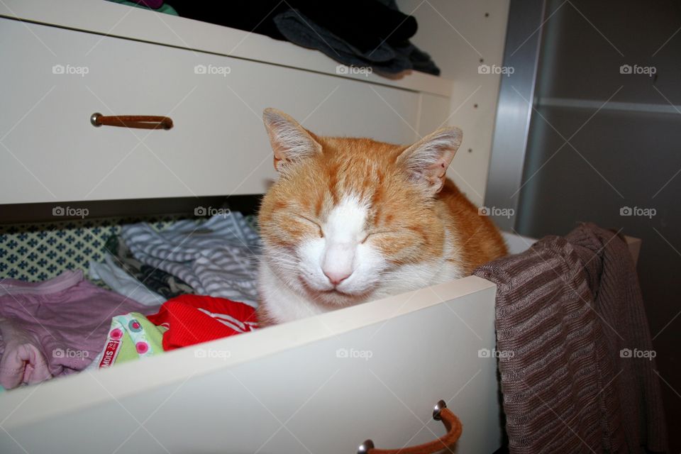 Red cat sleeping in a closet drawer