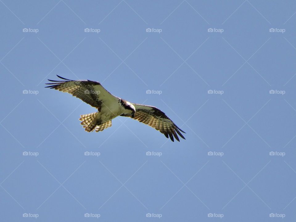An Osprey Hovering Over the Bay