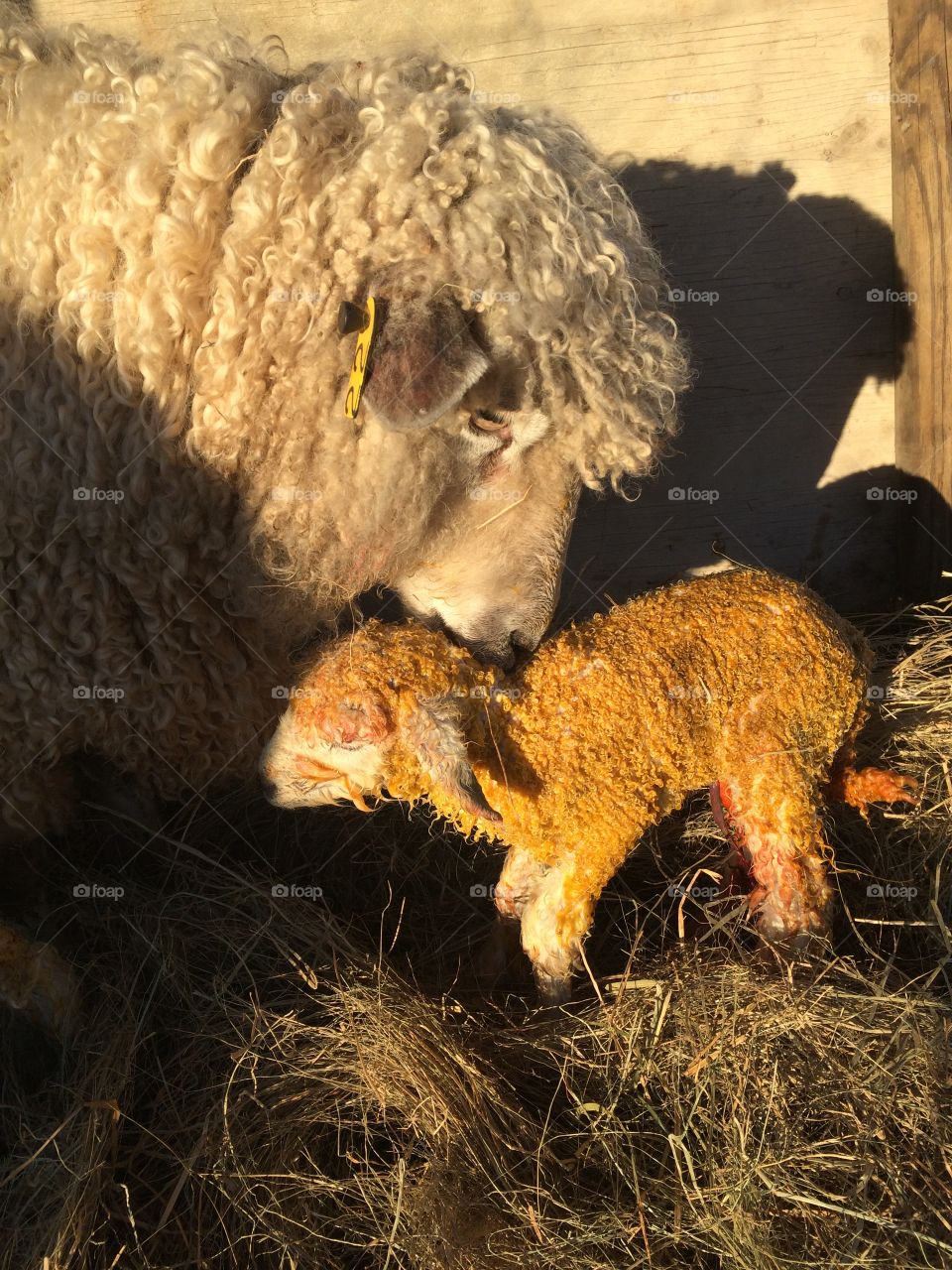 Ewe with newborn lamb 