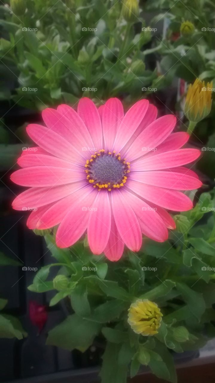 Pink Daisy in the garden center