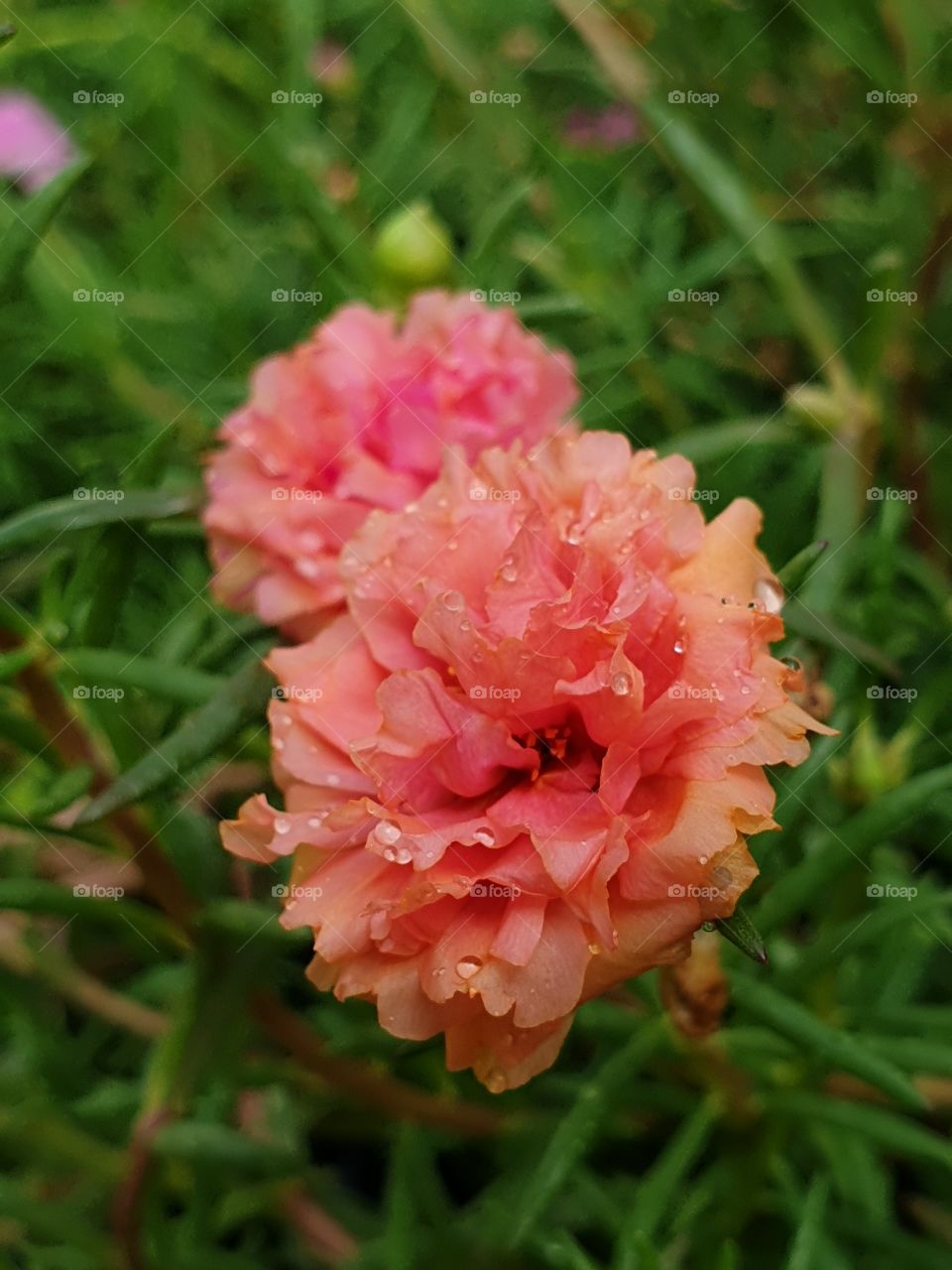 the Portulaca Grandiflora