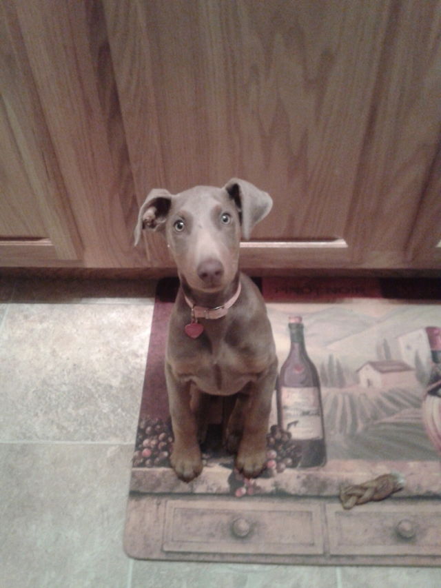 Elley