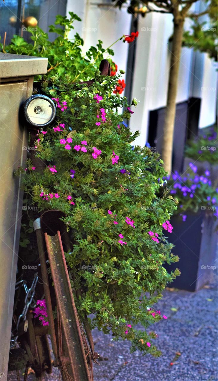 parked biked in The Netherlands overgrown with pink flowers