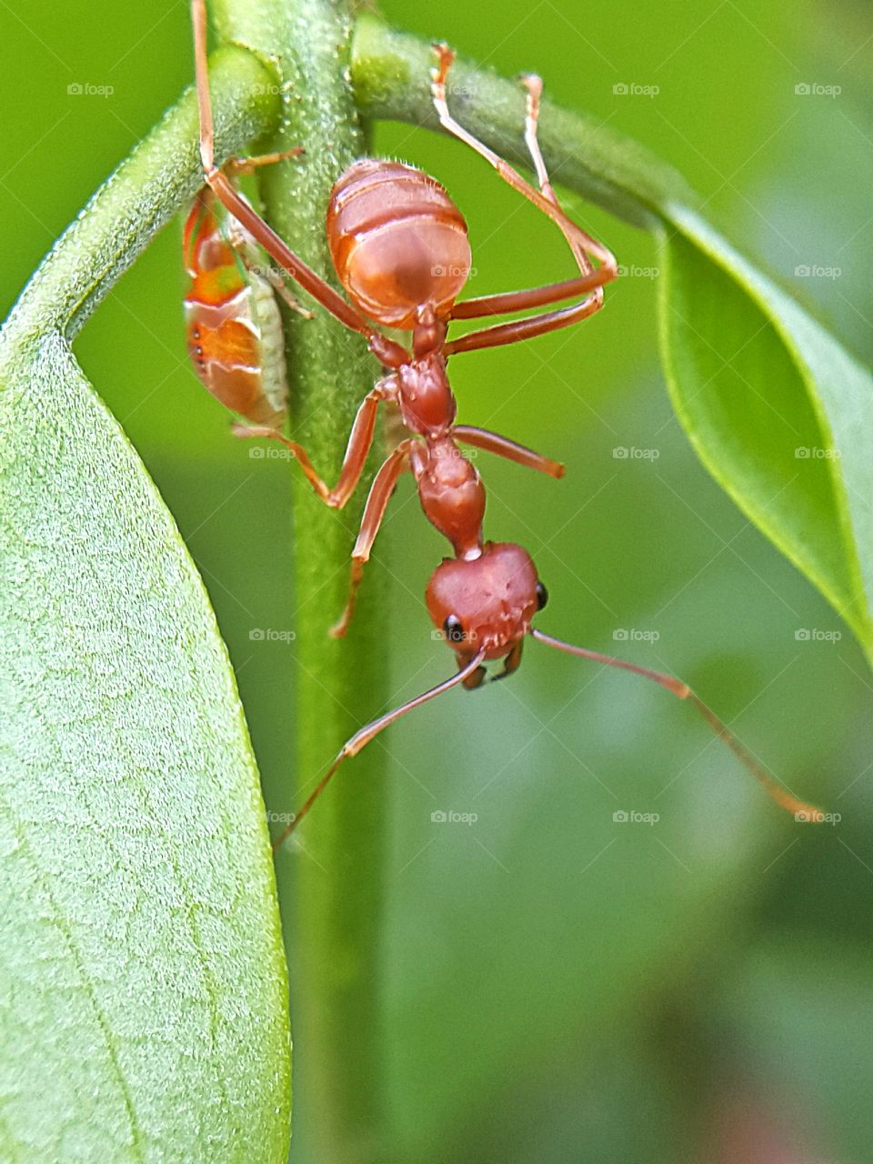 Ants and aphids on a green leaf