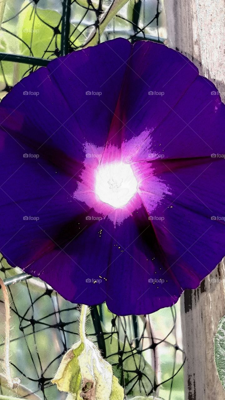 deep purple flower