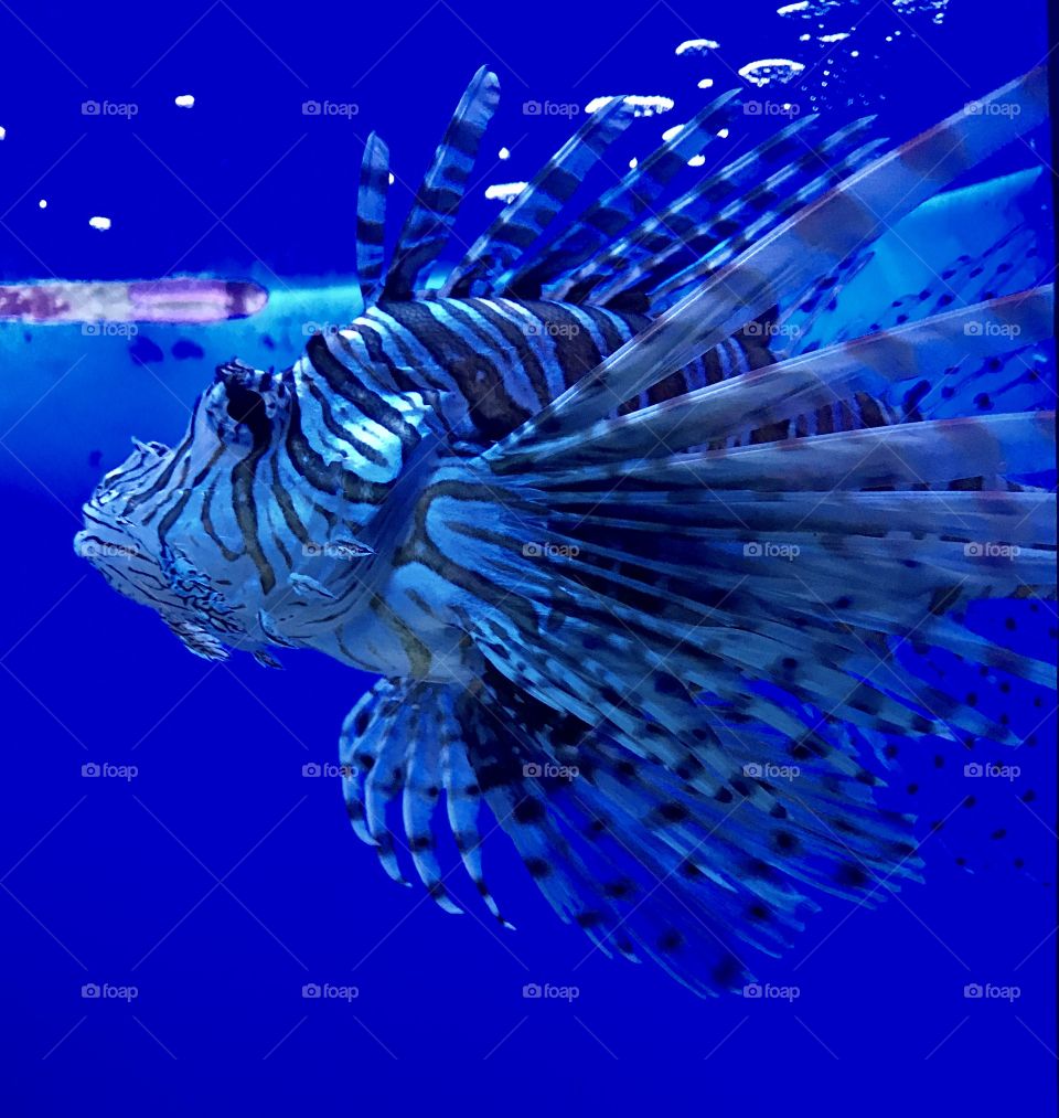 Lionfish swimming in sea