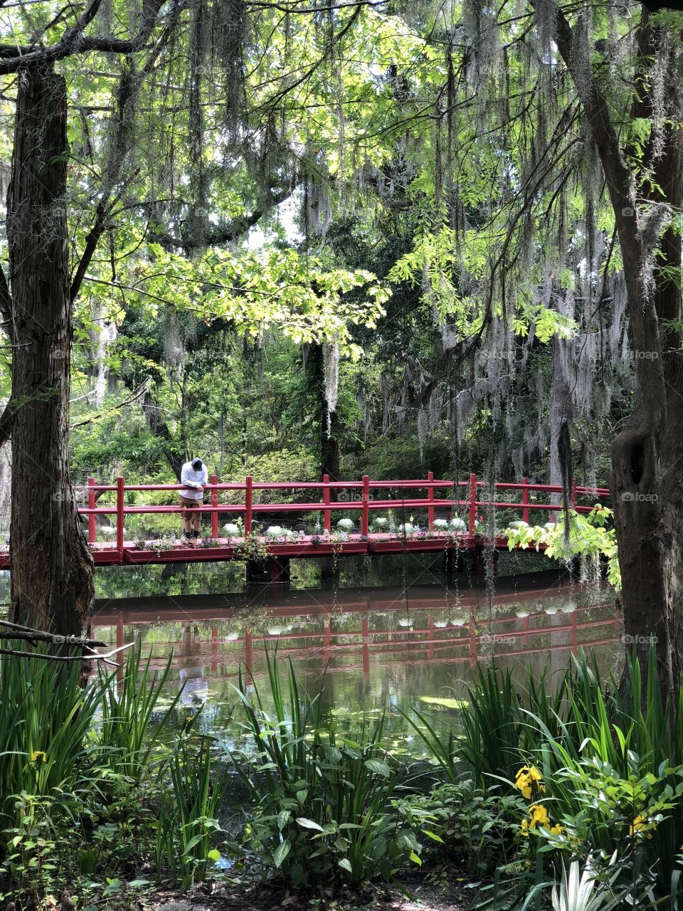 Magnolia garden in Charleston 