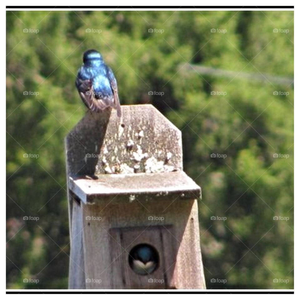 Bluebird Couple at Home