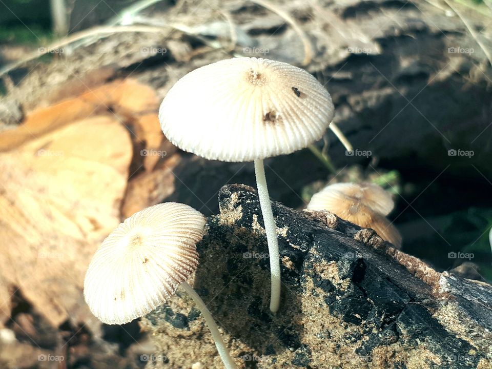 Mushrooms