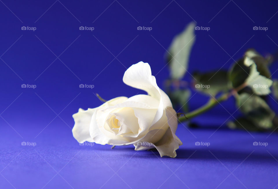 White single rose.