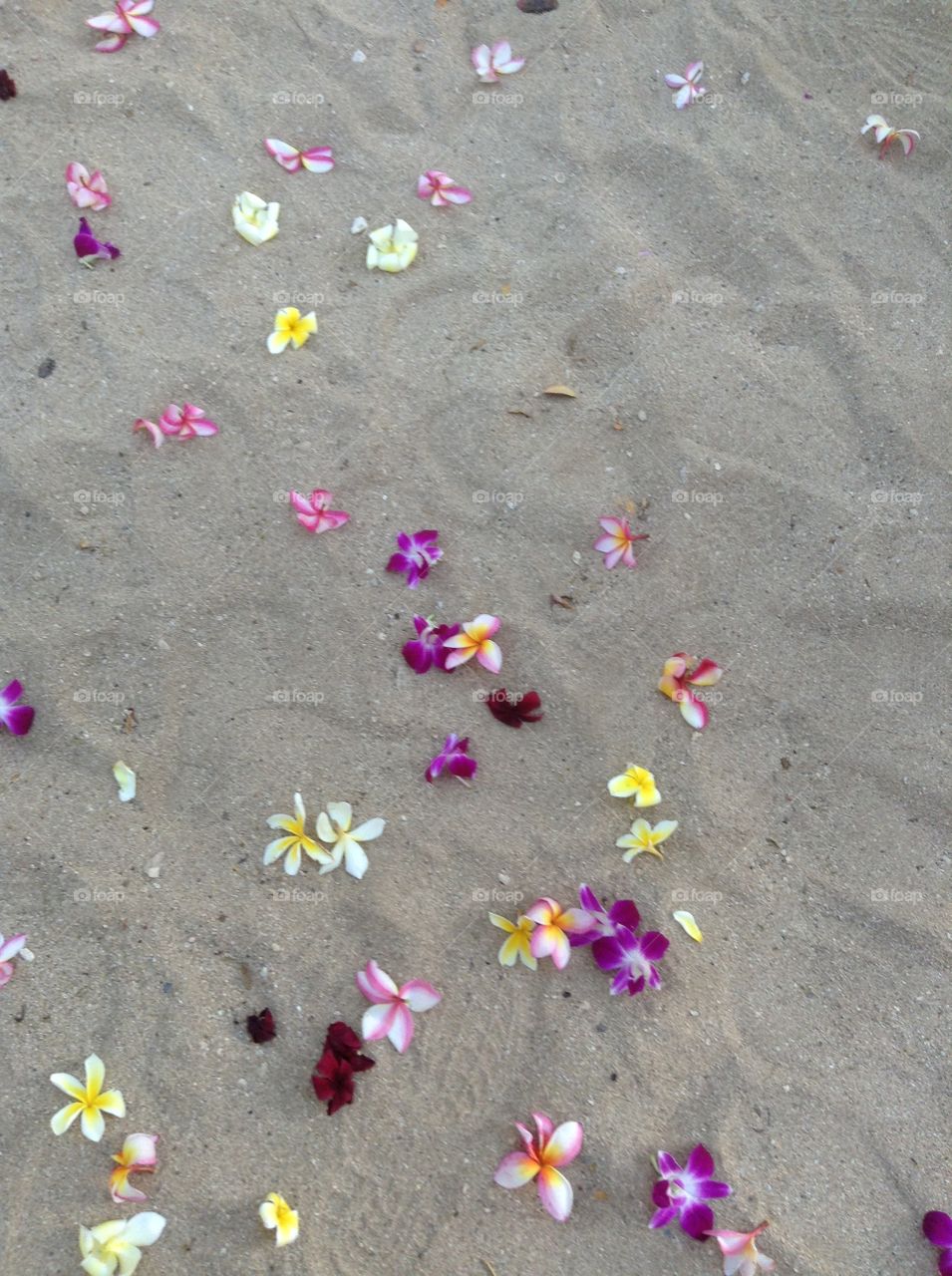 Plumerias on the Sand