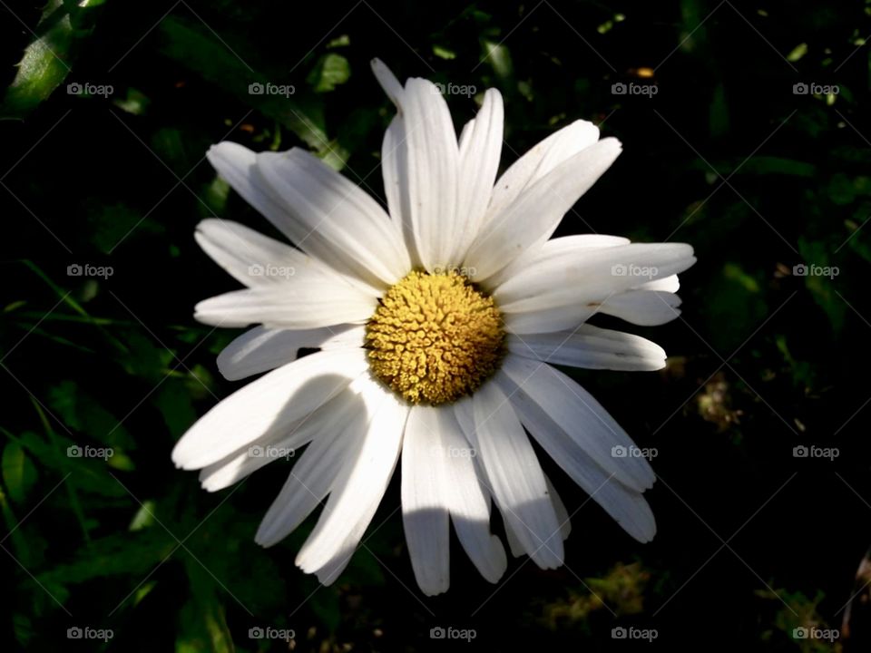 Leucanthenum 