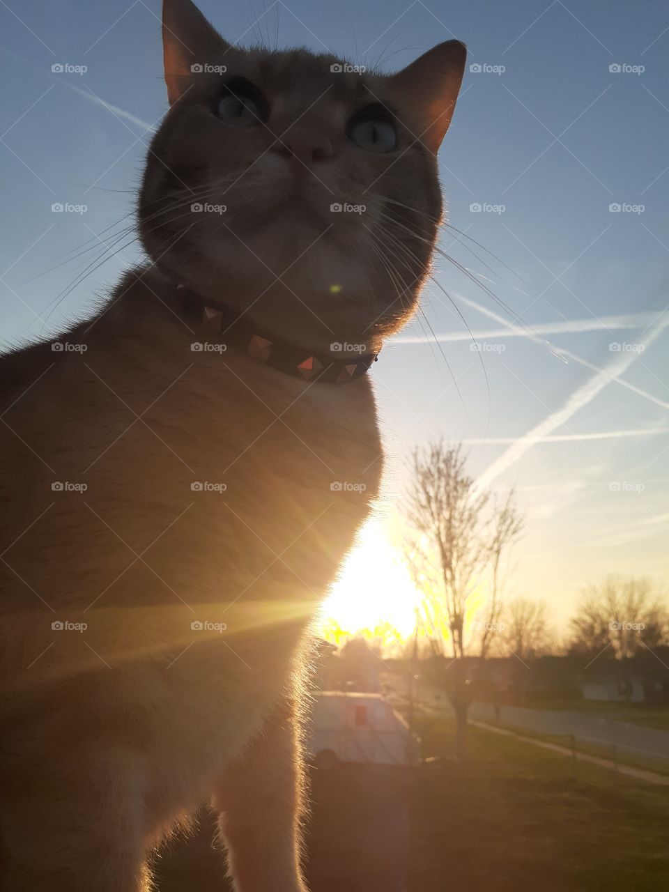 Cat Trails