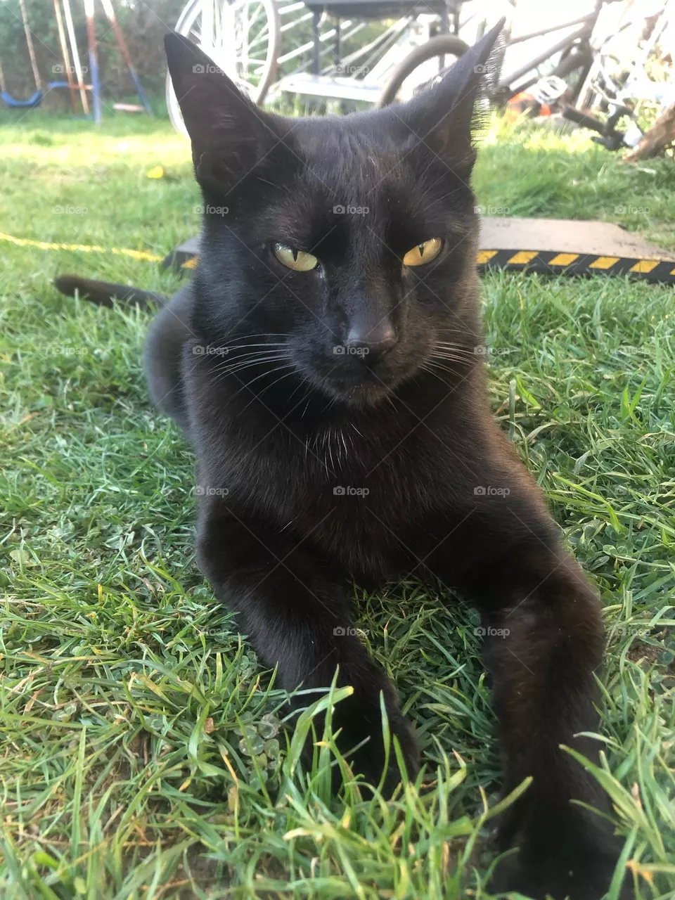 Abu