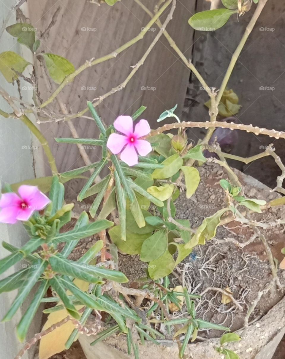 Madagascar Periwinkle: Madagascar Periwinkle (Caranthus roseus) is an evergreen, herbaceous plant that grows to 4 feet tall. this plant have pink and white shaded flower 🌺🌺