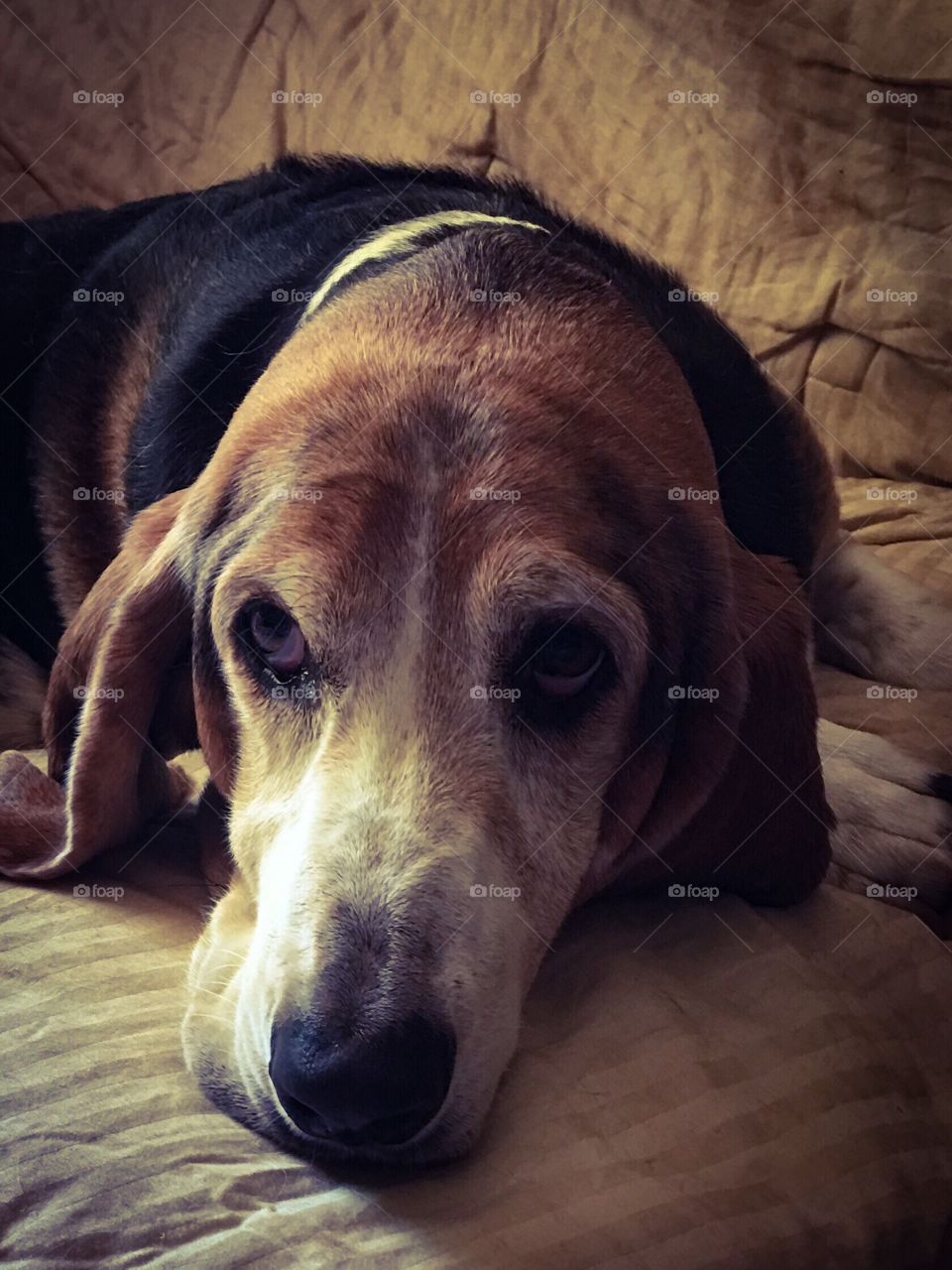 My Basset hound in portrait
