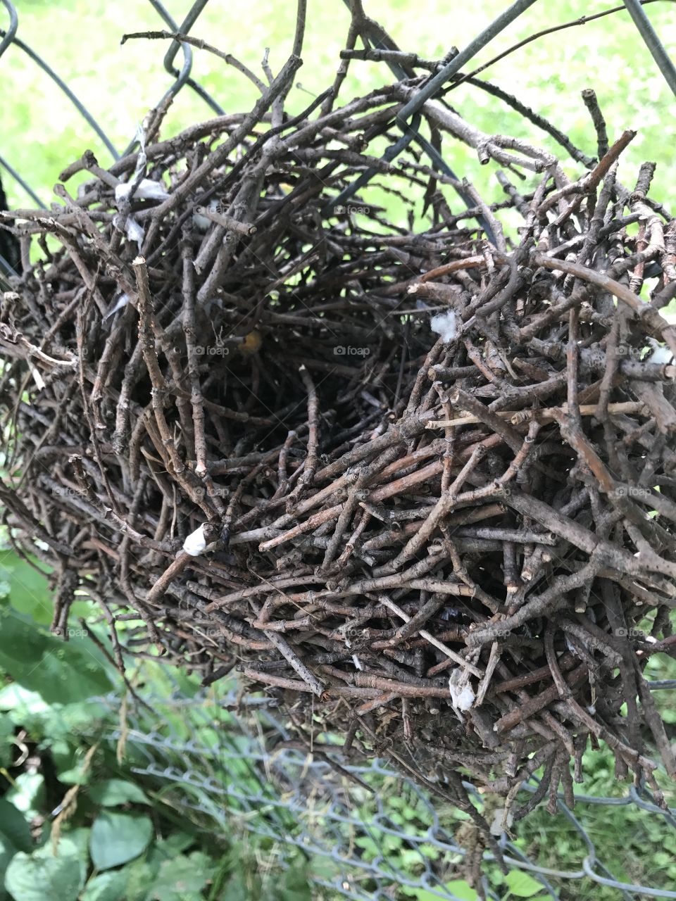 Nest in a fence