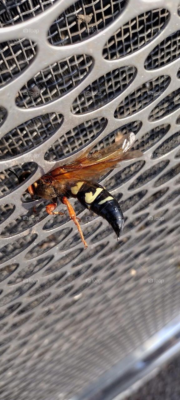 Wasp on grill