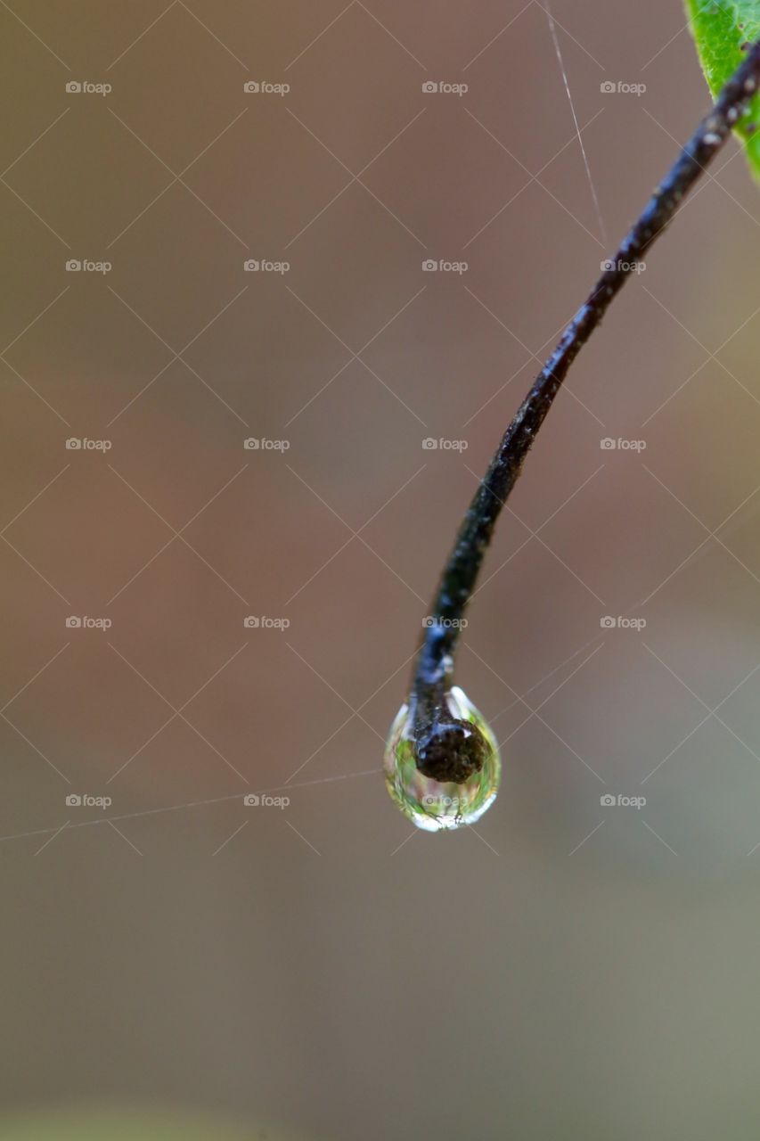 Drops on branch 