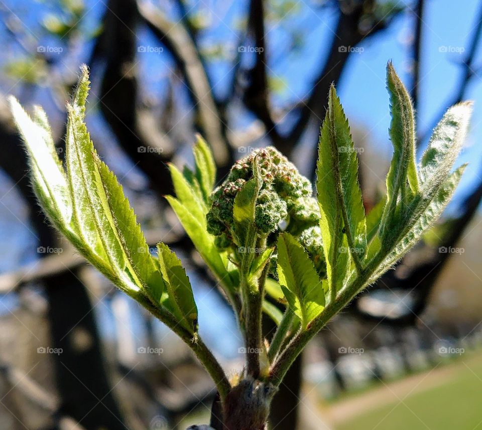 Awakening of nature 💚First signs of spring💚