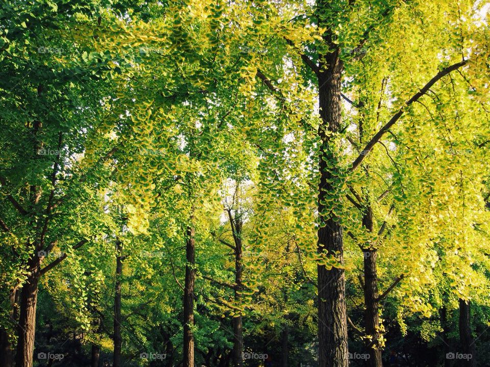 Trees in a forest