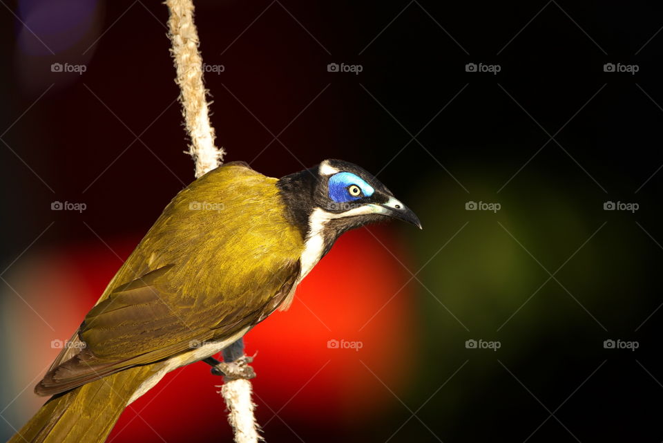 Blue faced honeyeater