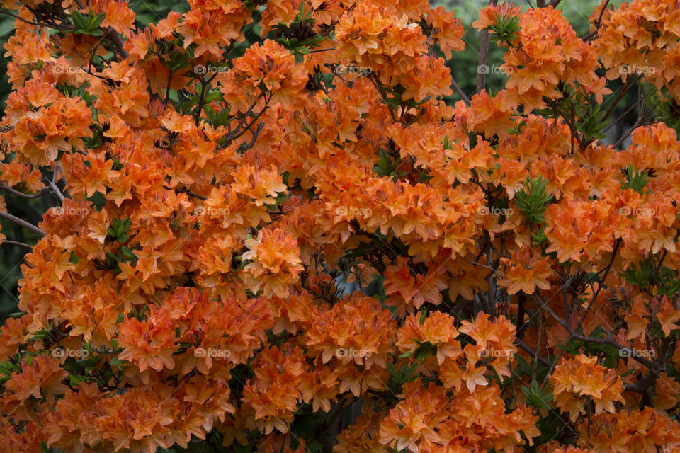 Orange azalea 