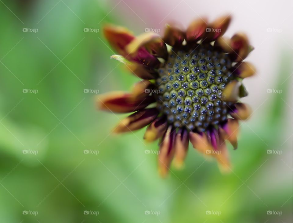 Macro Flower