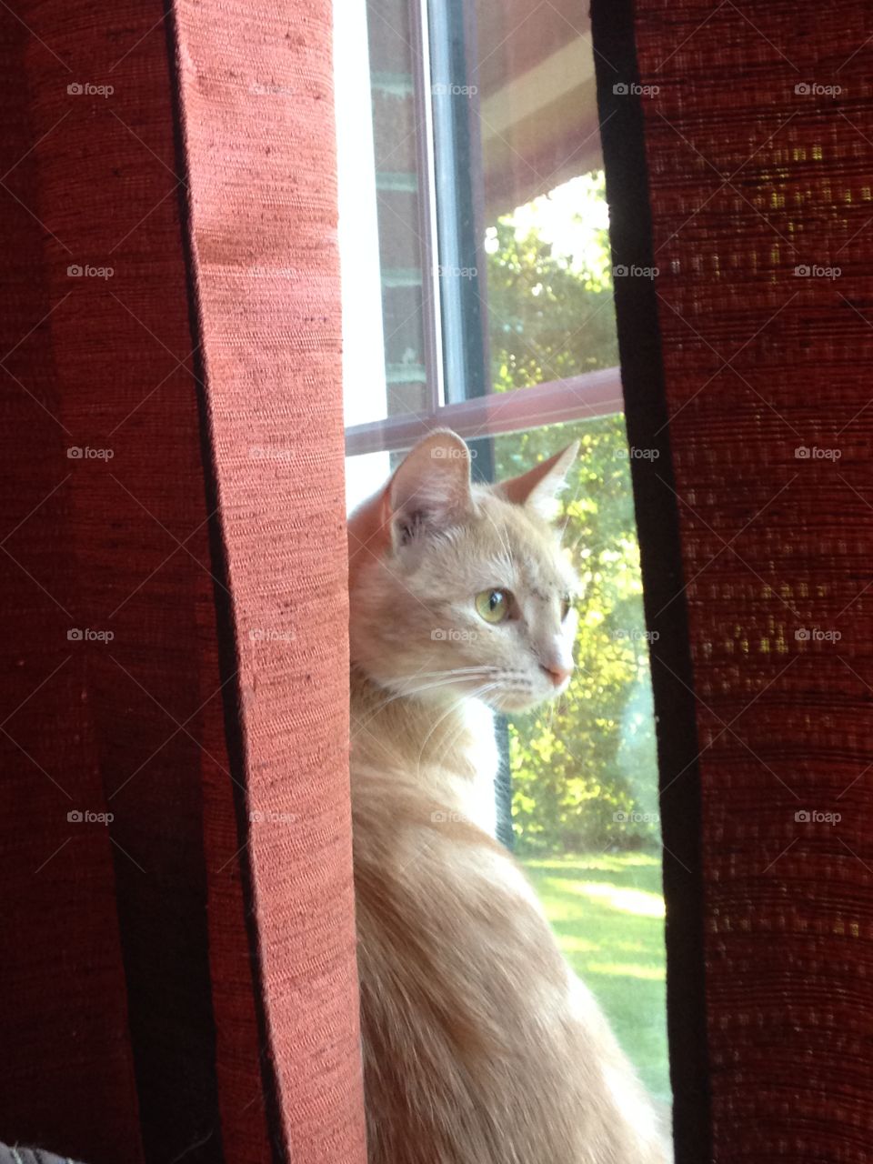 Whatcha thinking kitty?