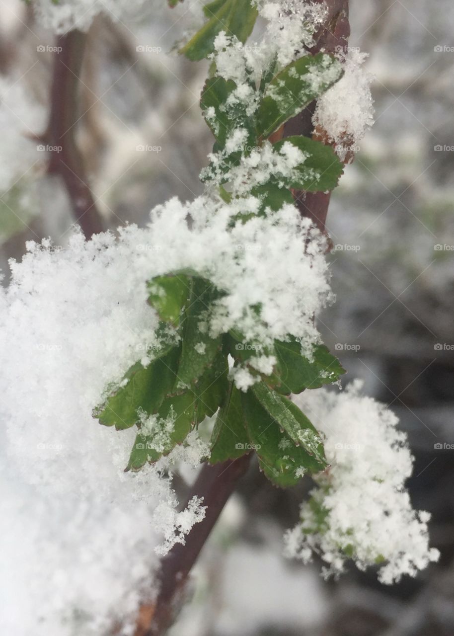 Snow-covered  green