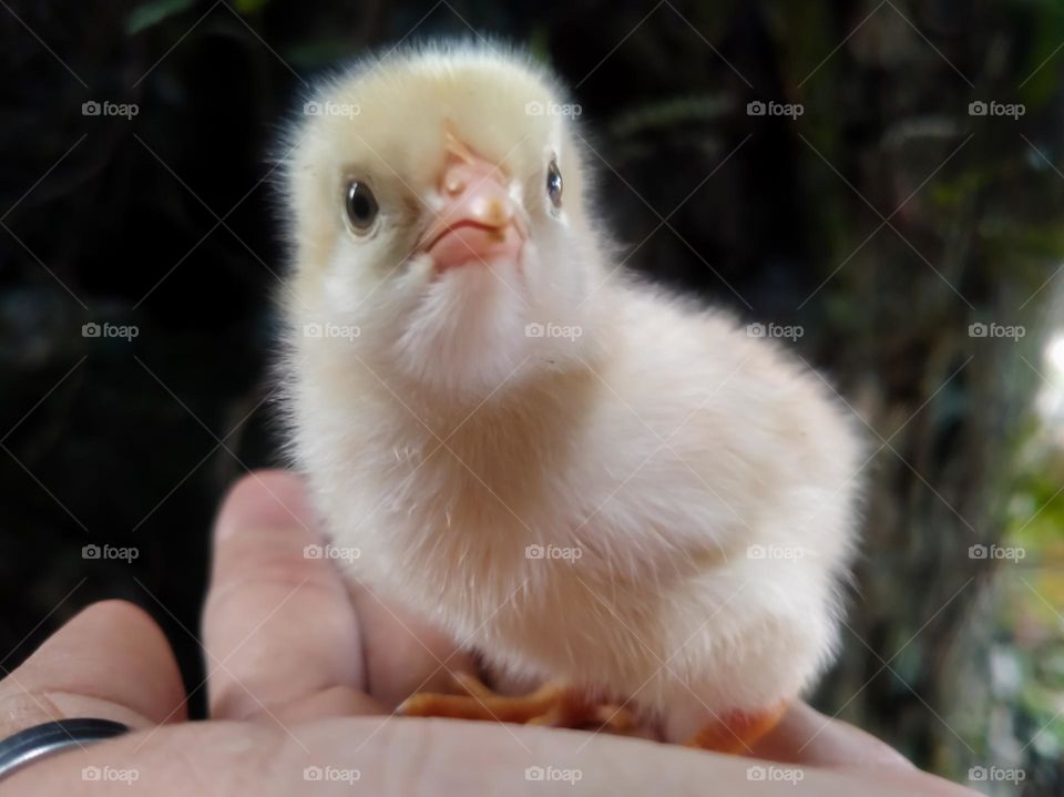 Newborn chicks.