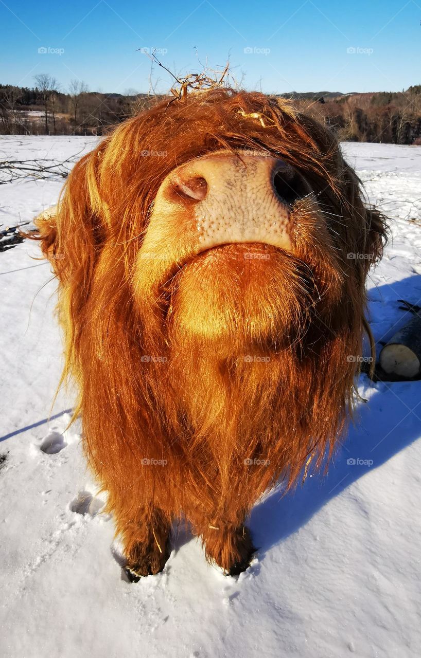 Dont capture me !
A young scottish haighlandsfee making fun of the photographer, a winterday in Norway.